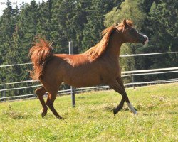 broodmare Jana El Bri ox (Arabian thoroughbred, 2000, from CH El Brillo ox)