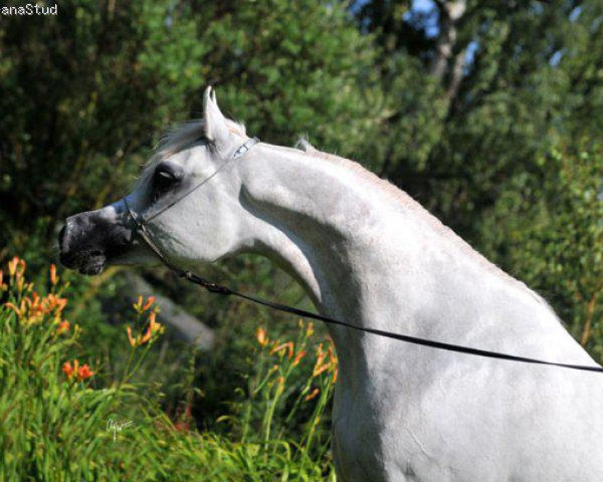 stallion Muranas Jassehr ox (Arabian purebred, 2007, from Major 2000 ox)