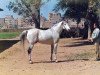 stallion Rahhal ox (Arabian thoroughbred, 1978, from Aseel 1967 EAO)