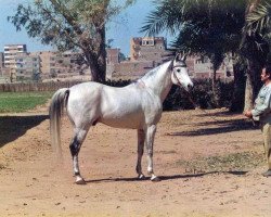 stallion Rahhal ox (Arabian thoroughbred, 1978, from Aseel 1967 EAO)