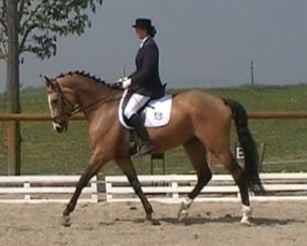 horse Prinz (Thuringia, 1996, from Pius)