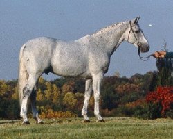 Pferd Diamant (Westfale, 1980, von Damhirsch)