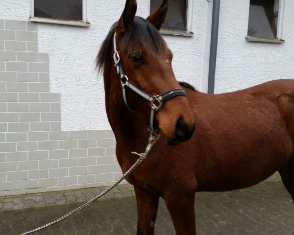 dressage horse Zerafino (German Warmblood, 2012)