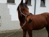 dressage horse Zerafino (German Warmblood, 2012)