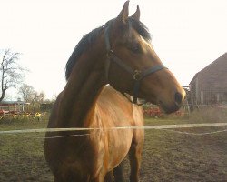 jumper Collin S (German Warmblood, 2006, from Collini)