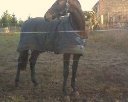 dressage horse Sir don S (German Sport Horse, 2007, from Samba Ole)