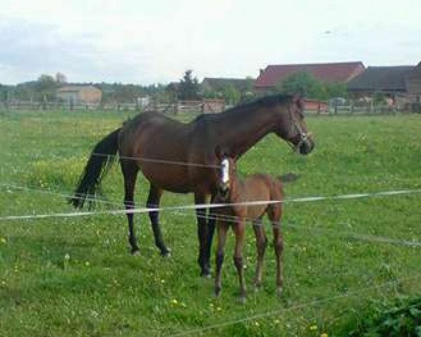 broodmare Don Prinzess (German Sport Horse, 2000, from Donjour)