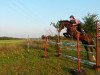 dressage horse Sir Henry (German Sport Horse, 2010, from Sir Calypso)