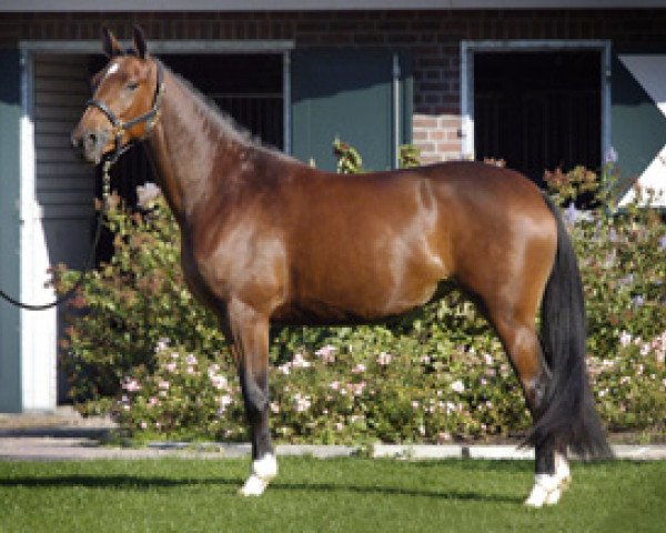 broodmare Harare (Trakehner, 2000, from Biotop)