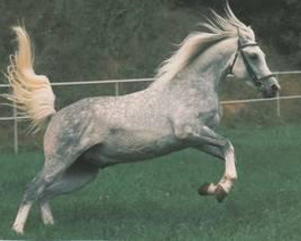stallion Mali ox (Arabian thoroughbred, 1967, from Hadban Enzahi 1952 EAO)