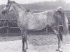 broodmare Mecca ox (Arabian thoroughbred, 1972, from Mali ox)