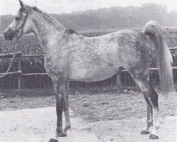 broodmare Mecca ox (Arabian thoroughbred, 1972, from Mali ox)