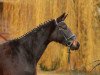 broodmare Tamaretto di Amore (Hanoverian, 2012, from Tambour)