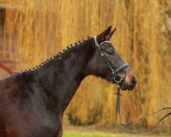 broodmare Tamaretto di Amore (Hanoverian, 2012, from Tambour)