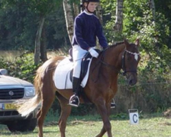 horse Springflower Wendy (New Forest Pony, 1980, from De Ridderslag Carlo)