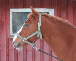 broodmare Wildthing "S" van't Juxschot (New Forest Pony, 2002, from Silverlea Spiderman)