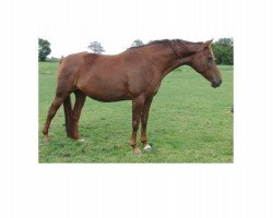 broodmare Kassira-Rubina M (Oldenburg, 2001, from Rohdiamant)