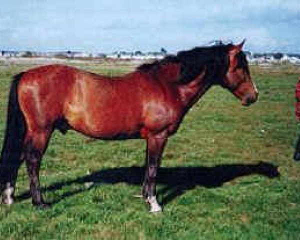 stallion Silverlea Spotlight (New Forest Pony, 1980, from Silverlea Flash Harry)