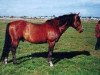 stallion Silverlea Spotlight (New Forest Pony, 1980, from Silverlea Flash Harry)