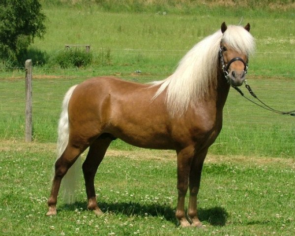 stallion Jasper (German Classic Pony, 2001, from Jacob's Kroenung)