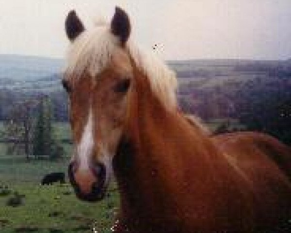 stallion Merrie Marmalade (New Forest Pony, 1977, from Priory Sunbeam)
