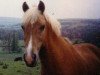 Deckhengst Merrie Marmalade (New-Forest-Pony, 1977, von Priory Sunbeam)