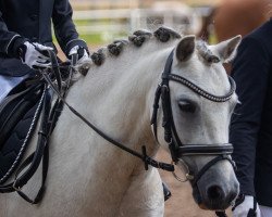 dressage horse Marrenk's Bounty (Welsh mountain pony (SEK.A), 2016, from Colne Tana)