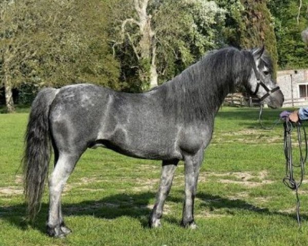 stallion Dunlewey Rigmarole (Connemara Pony, 1993, from Stradbally Bill)