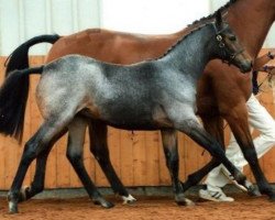 Pferd Catherston Roundabout (British Riding Pony, 2008, von Dunlewey Rigmarole)