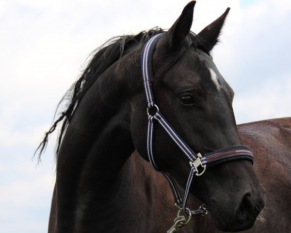 dressage horse Donna Diavola (Bavarian, 2012, from Decurio 3)