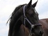 dressage horse Donna Diavola (Bavarian, 2012, from Decurio 3)