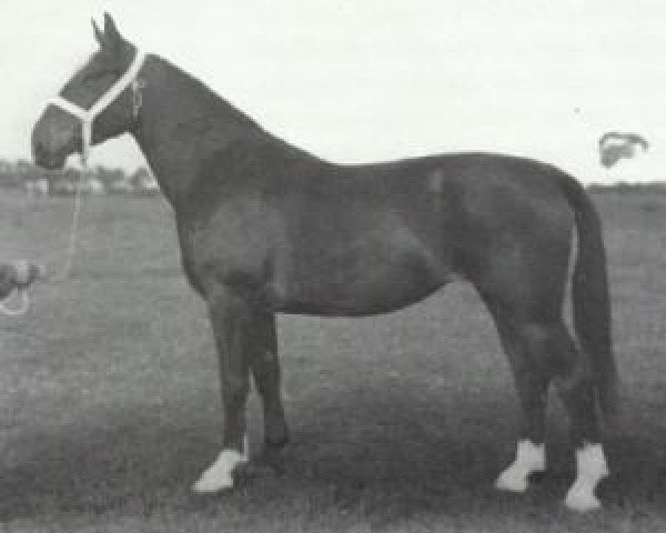 Zuchtstute Betta (Alt-Oldenburger / Ostfriesen, 1952, von Wingolf)