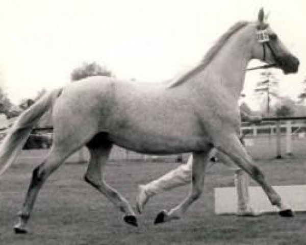 horse Ciska (Shagya Arabian,  , from Gazal)