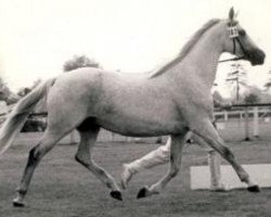 horse Ciska (Shagya Arabian,  , from Gazal)