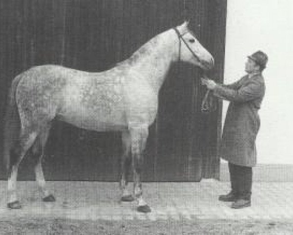 stallion 5072 Mersuch V-2 (Mersuch V) (Shagya Arabian, 1958, from Mersuch V ox)