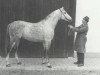 stallion 5072 Mersuch V-2 (Mersuch V) (Shagya Arabian, 1958, from Mersuch V ox)