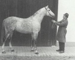 stallion 5072 Mersuch V-2 (Mersuch V) (Shagya Arabian, 1958, from Mersuch V ox)