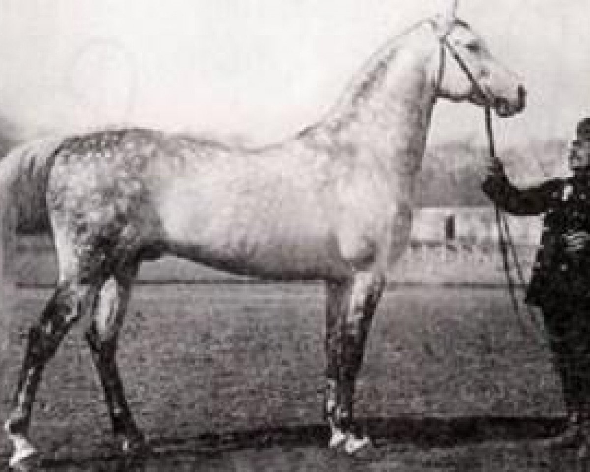 stallion Gardasee x (Arabian purebred, 1971, from Gazal)