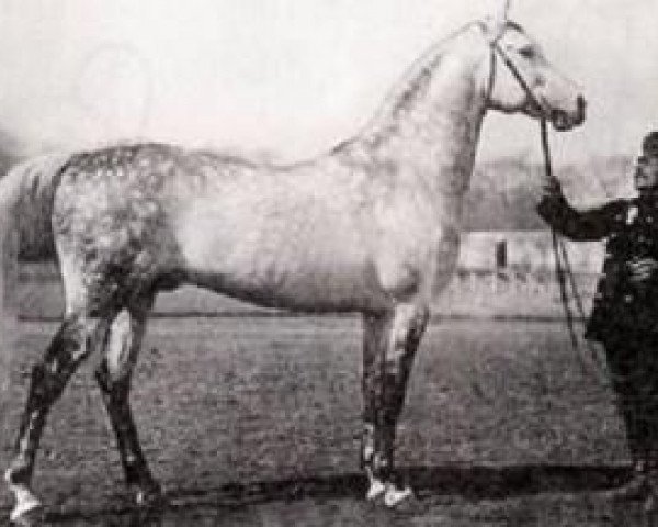 stallion Gardasee x (Arabian thoroughbred, 1971, from Gazal)