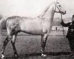 stallion Gardasee x (Arabian thoroughbred, 1971, from Gazal)