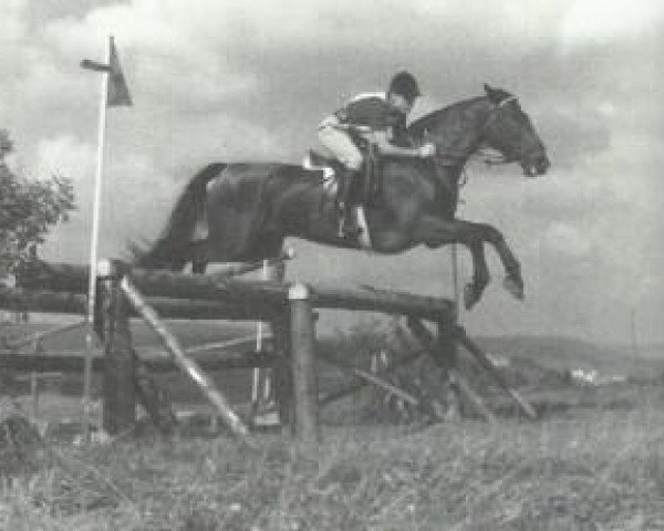 stallion Halef (Alt-Oldenburger / Ostfriesen, 1958, from Haladin ox)
