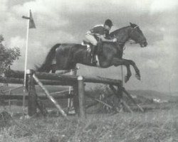 Deckhengst Halef (Alt-Oldenburger / Ostfriesen, 1958, von Haladin ox)