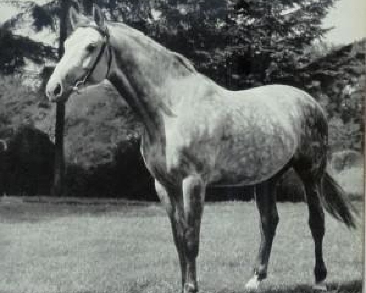 Deckhengst Jagdsport (Hannoveraner, 1952, von Jason ox)