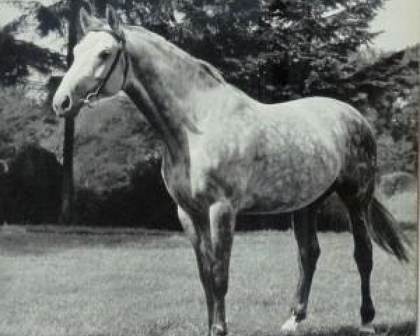 stallion Jagdsport (Hanoverian, 1952, from Jason ox)