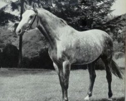 stallion Jagdsport (Hanoverian, 1952, from Jason ox)