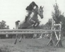 broodmare Selma (Hanoverian, 1951, from Jason ox)