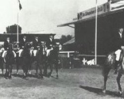 dressage horse Gretchen (Oldenburg, 2010, from Jason ox)