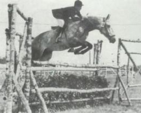 Pferd Wirbelwind (Alt-Oldenburger / Ostfriesen, 1948, von Wind 1938 ox)