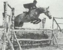 horse Wirbelwind (Alt-Oldenburger / Ostfriesen, 1948, from Wind 1938 ox)