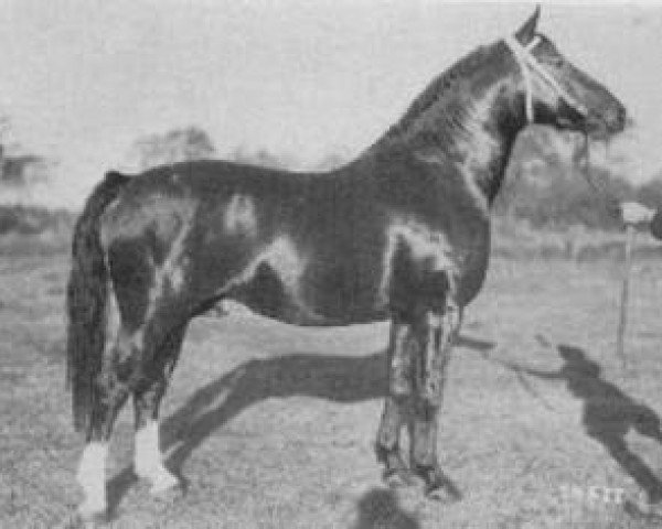 stallion Wildschuetz (Alt-Oldenburger / Ostfriesen, 1952, from Wingolf)